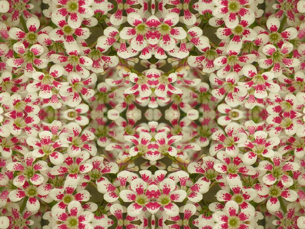 Abstract floral velvet fabric, bold pink floral textile. Neutral designer fabric, contemporary luxury material for home decor. Curtaining